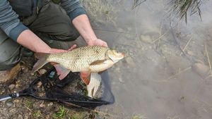 Crucian Carp