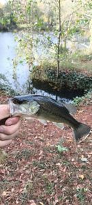 Largemouth Bass