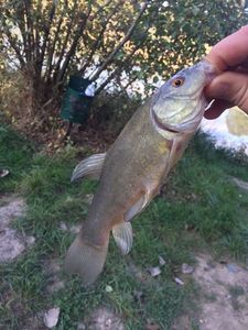 Tench
