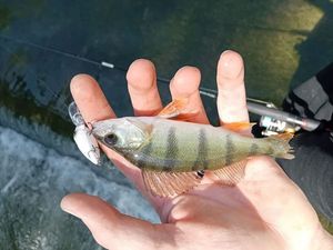 European Perch