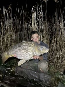 Common Carp