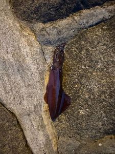 European Squid