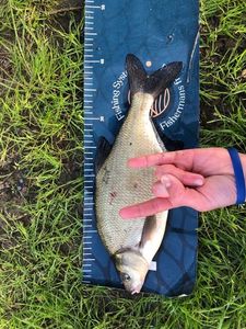 Common Bream