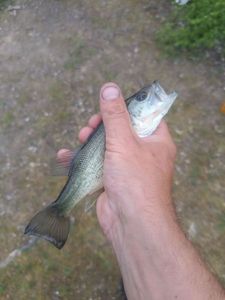 Largemouth Bass