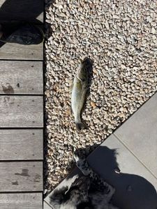 European Bass (Seabass)