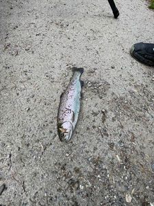 Rainbow Trout