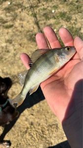 European Perch