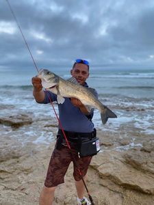 European Bass (Seabass)