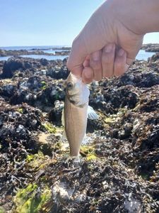 European Bass (Seabass)