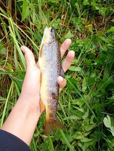 Brown Trout