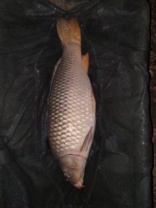 Common Carp