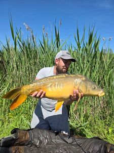 Mirror Carp