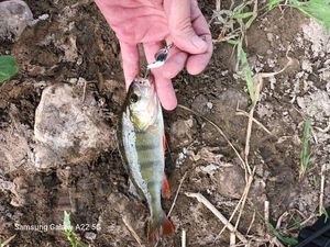 European Perch