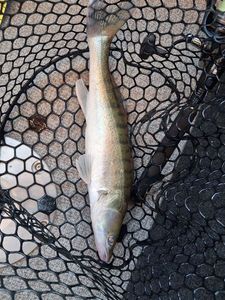 Zander