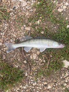 Zander