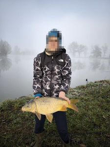 Common Carp