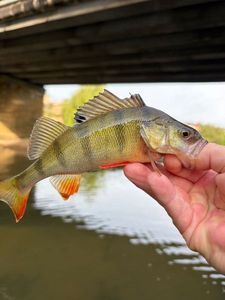 European Perch