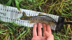 Brown Trout