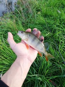 European Perch