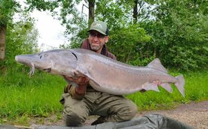 Sturgeon