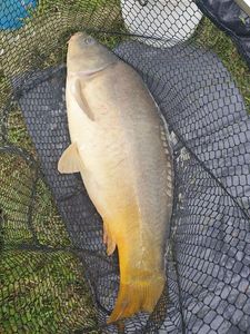 Mirror Carp