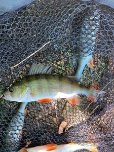 European Perch