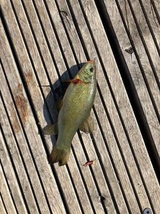 Tench