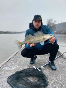 Zander