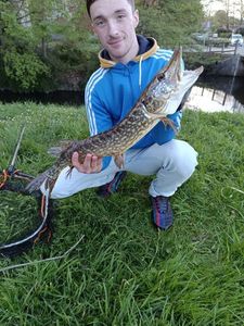 Northern Pike