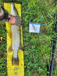 Northern Pike