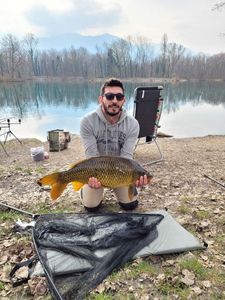 Common Carp