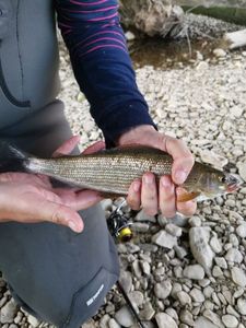 Grayling