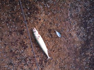 Mackerel