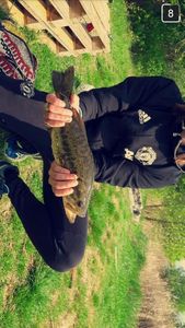 Largemouth Bass