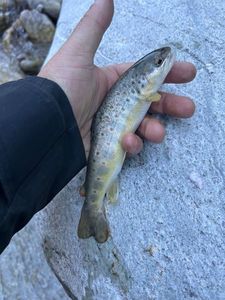 Brown Trout