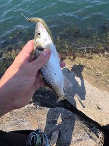 European Bass (Seabass)