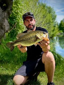 Largemouth Bass