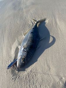 Yellowspoted Trevally