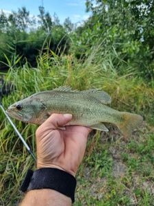 Largemouth Bass