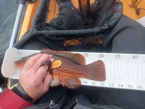 Ballan Wrasse
