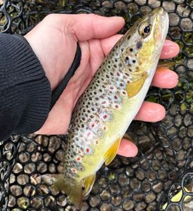 Brown Trout