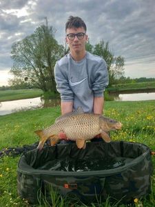 Common Carp