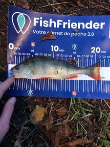 European Perch