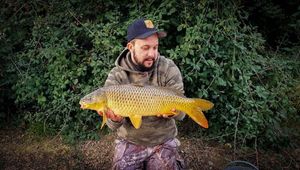 Common Carp