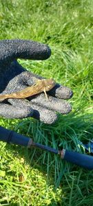 Round Goby