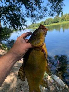 Tench