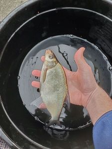 Blue Bream