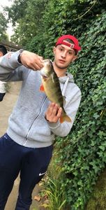 European Perch