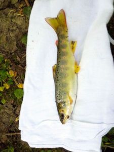 Brown Trout