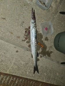 Great Barracuda